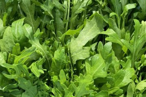 Produktfoto zu Rucola HBH