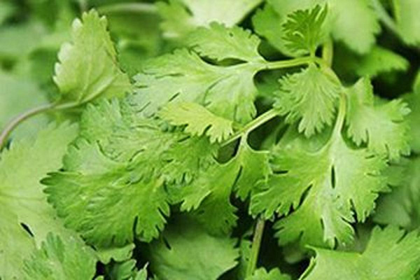 Produktfoto zu Koriander