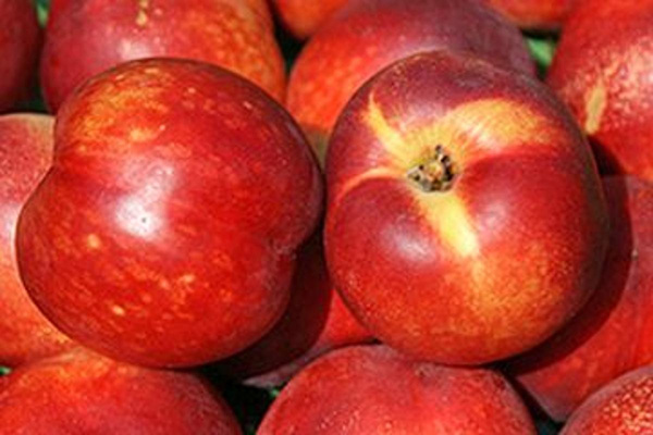 Produktfoto zu Nektarinen