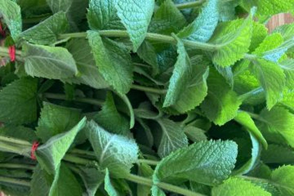 Produktfoto zu Minze