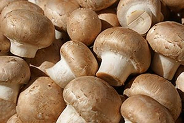 Produktfoto zu Champignons