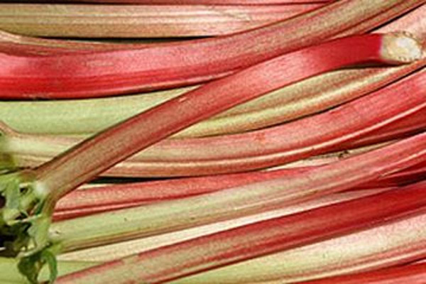 Produktfoto zu Rhabarber