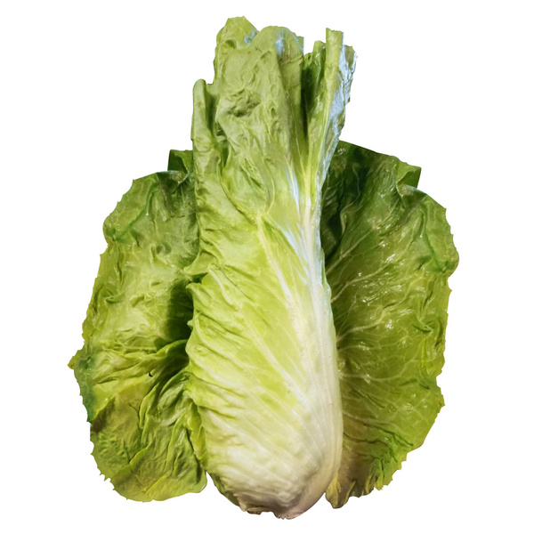 KI generiert: Ein frisches Römersalatherz vor weißem Hintergrund.