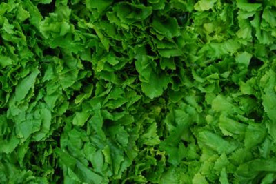 Produktfoto zu Endiviensalat HBH