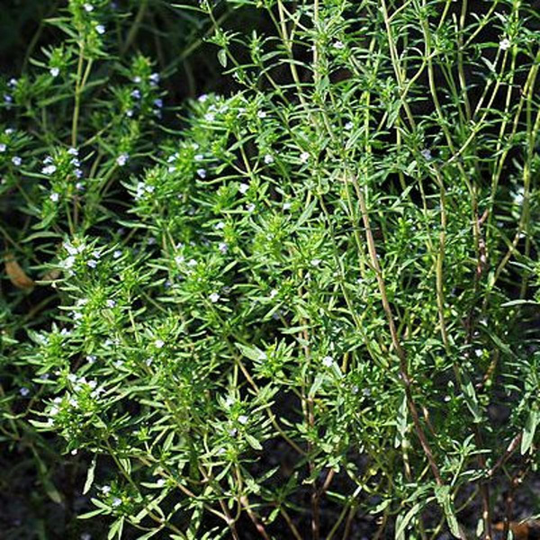 Produktfoto zu Bohnenkraut HBH