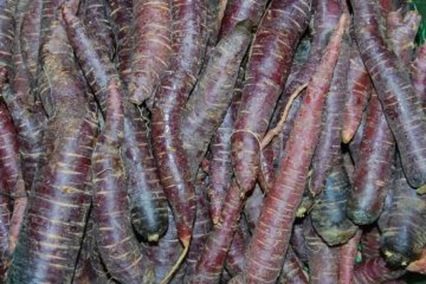 Produktfoto zu Möhren rot_violett gewaschen