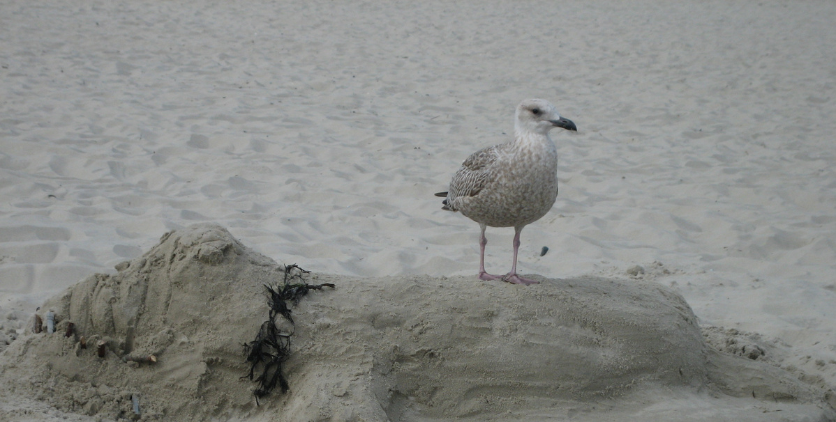 KI generiert: Eine Möwe steht auf einem sandigen Hügel am Strand. Der Hügel ist mit ein paar Algen verziert.