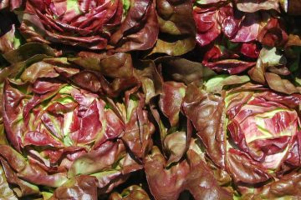 Produktfoto zu Kopfsalat rot HBH