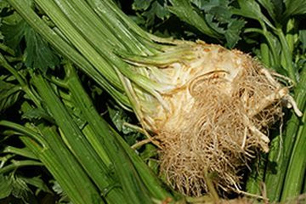 Produktfoto zu Sellerie mit Grün