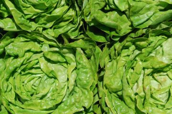 Produktfoto zu Kopfsalat grün