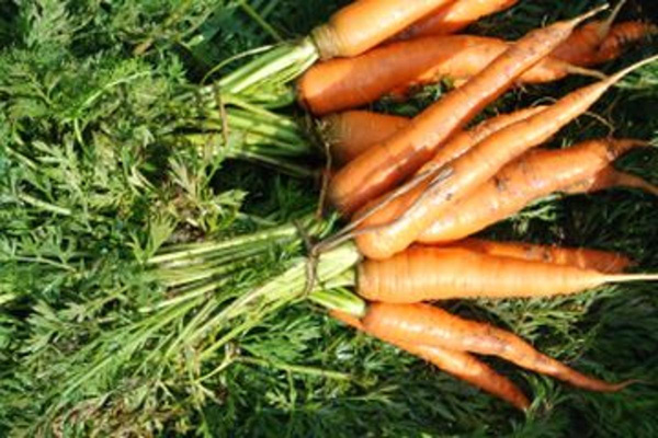 Produktfoto zu Bundmöhren HBH