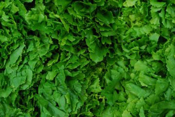 Produktfoto zu Endiviensalat HBH