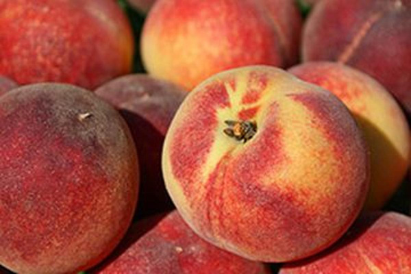 Produktfoto zu Pfirsich