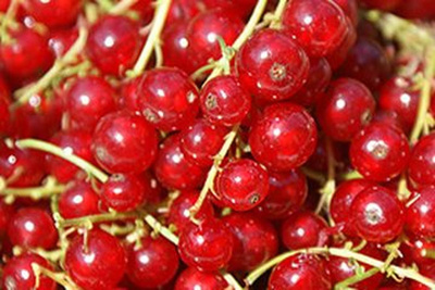 Produktfoto zu Johannisbeeren 250g HBH