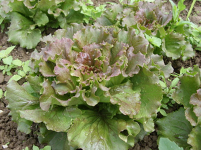 Produktfoto zu Bataviasalat rot