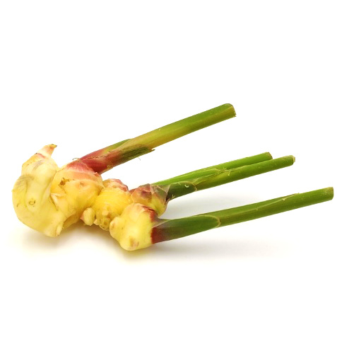 KI generiert: Frischer Ingwer mit Trieben auf weißem Hintergrund.