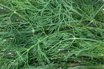 Produktfoto zu Dill