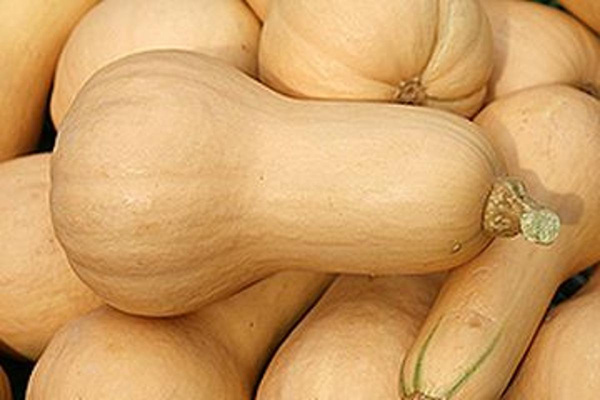 Produktfoto zu Kürbis Butternut HBH