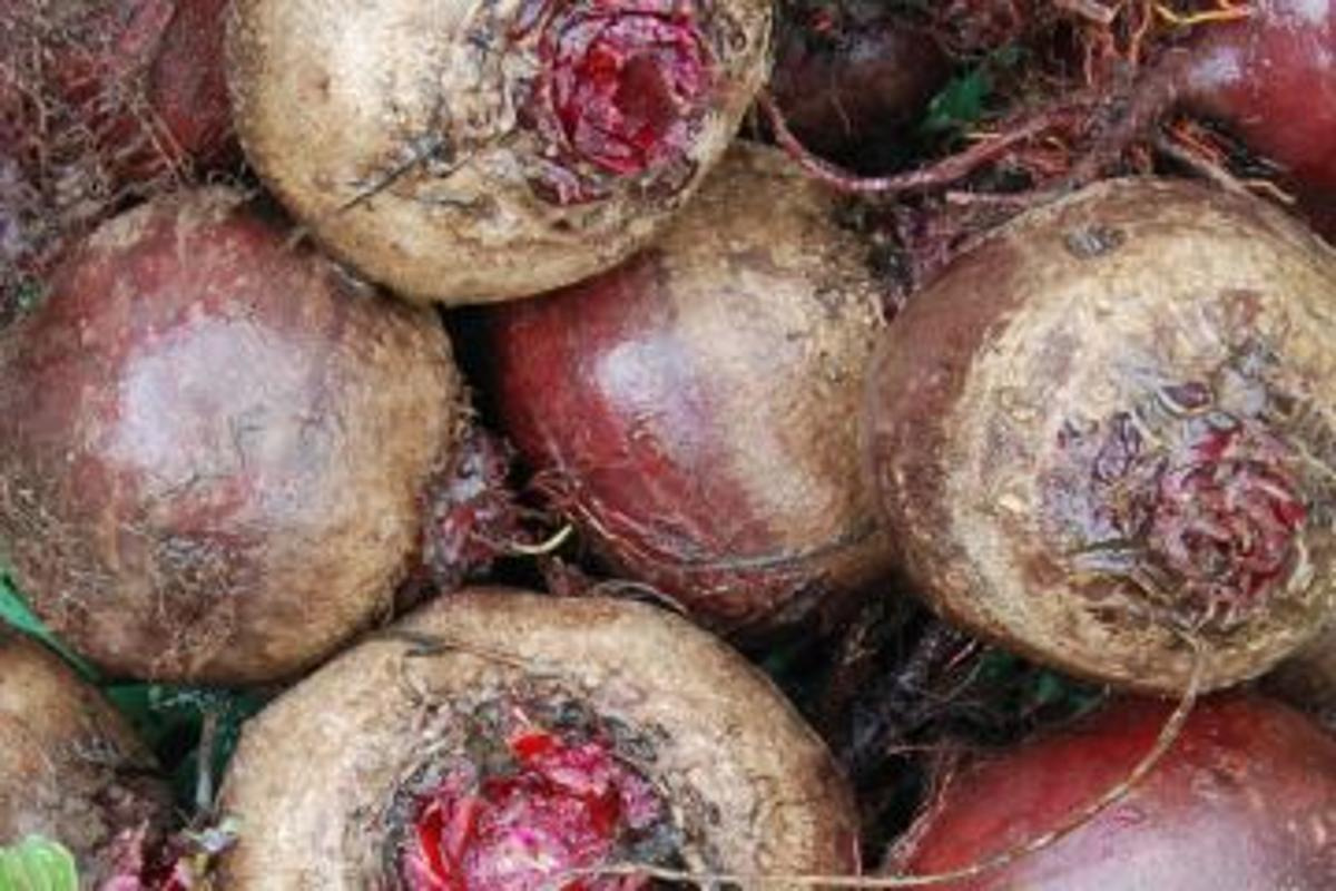 Rote Bete