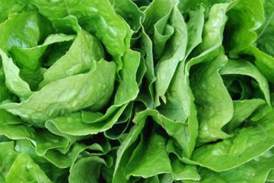 Produktfoto zu Romanasalat HBH