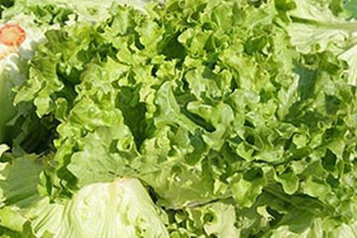 Produktfoto zu Bataviasalat grün